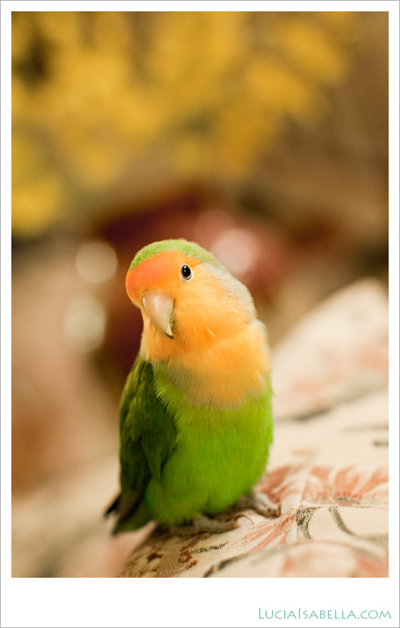 2001-Pepsi-Pet-Lovebird-Pictures-02