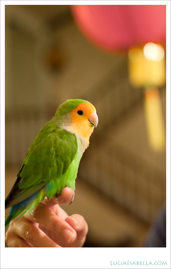 2001-Pepsi-Pet-Lovebird-Pictures-03