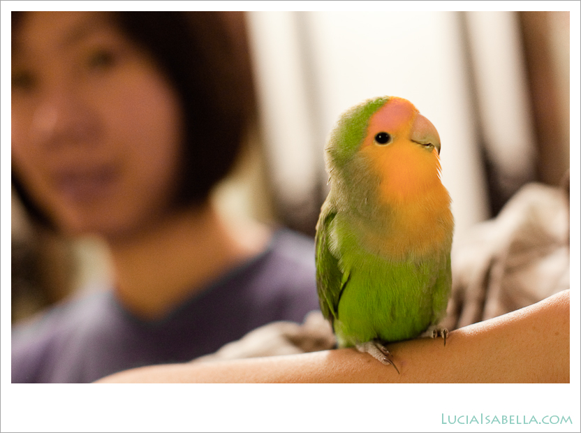 2001-Pepsi-Pet-Lovebird-Pictures-04