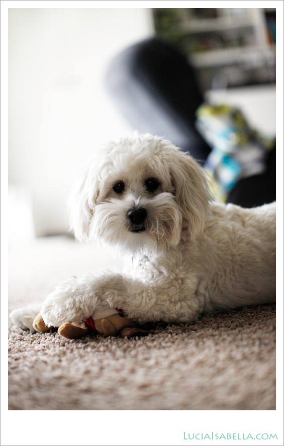 Sunny-Maltese-Poodle-01