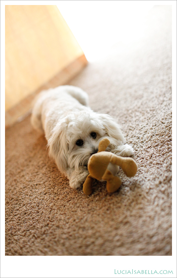 Sunny-Maltese-Poodle-02