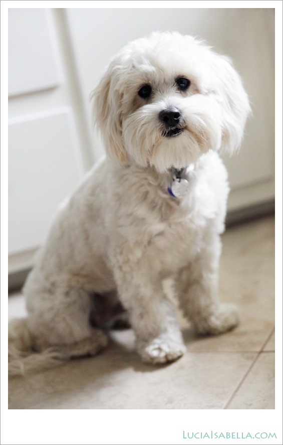 Sunny-Maltese-Poodle-03