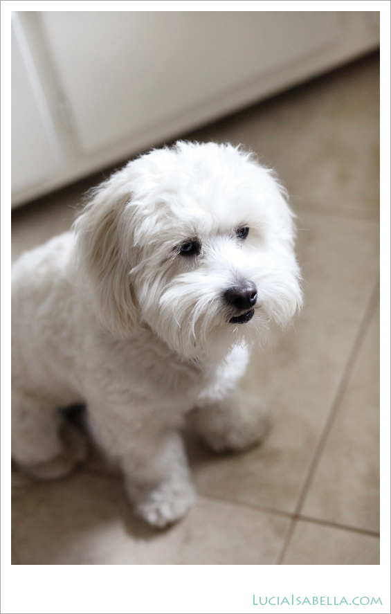 Sunny-Maltese-Poodle-04
