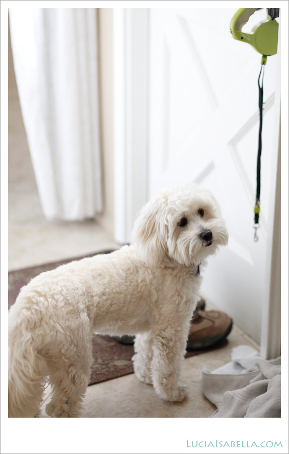 Sunny-Maltese-Poodle-05