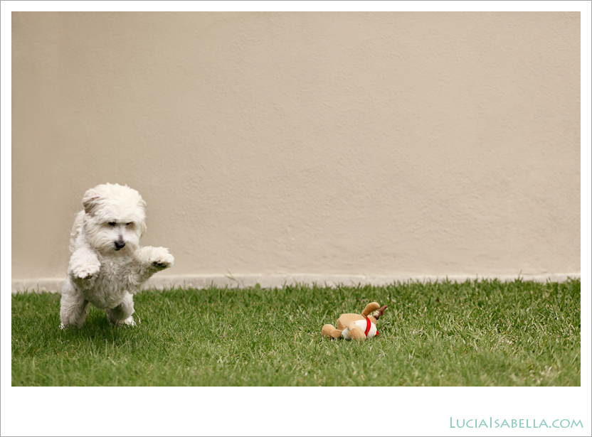 Sunny-Maltese-Poodle-06