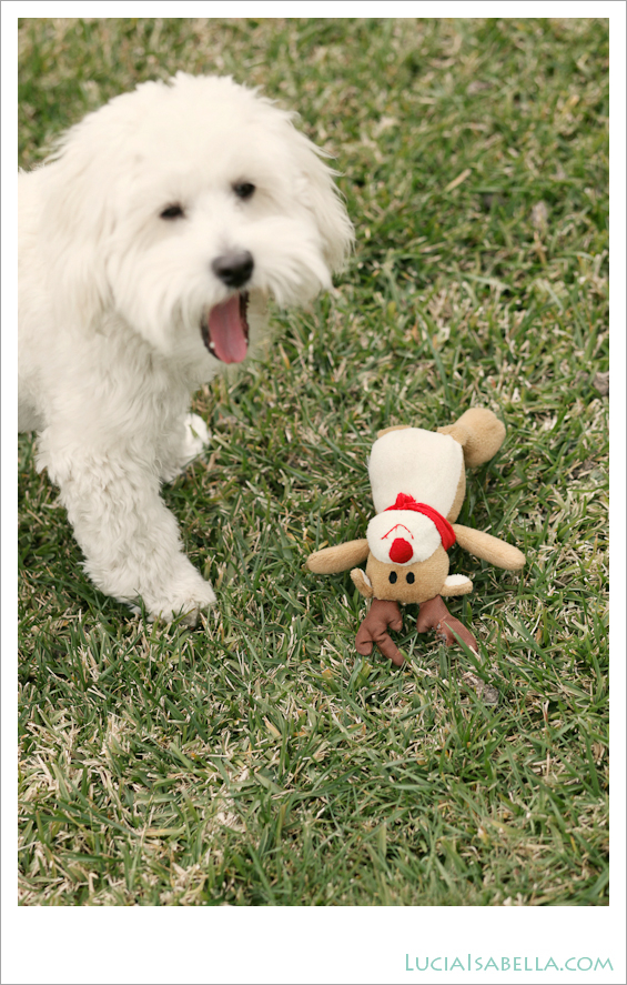 Sunny-Maltese-Poodle-07