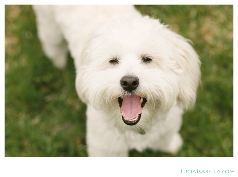 Sunny-Maltese-Poodle-08