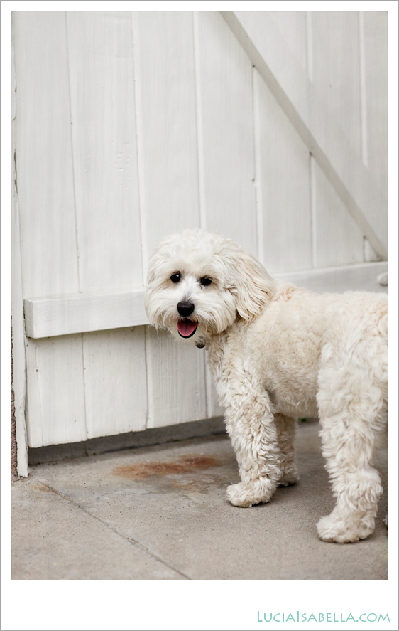 Sunny-Maltese-Poodle-09