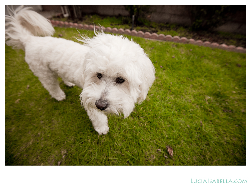 Sunny-Maltese-Poodle-10