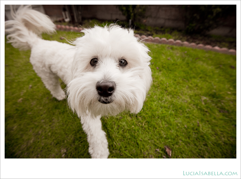 Sunny-Maltese-Poodle-11