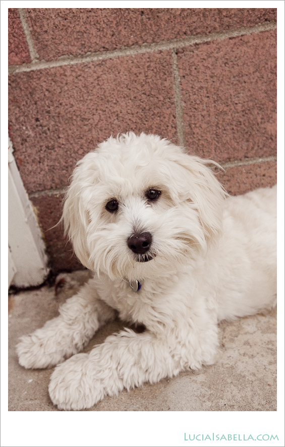 Sunny-Maltese-Poodle-12