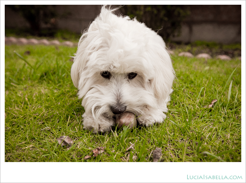 Sunny-Maltese-Poodle-13