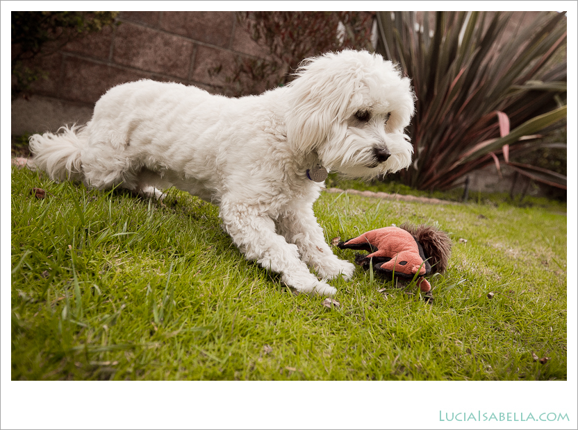 Sunny-Maltese-Poodle-14
